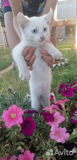 Котята не породистые