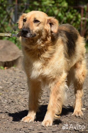 Добрая и ласковая собака ищет дом