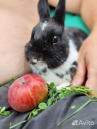 Декоративные карликовые кролики