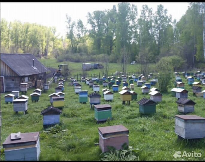 Пчелопакеты карника