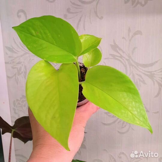 Комнатные растения, цветы