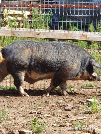Хряк и свиноматка венгерская мангалица