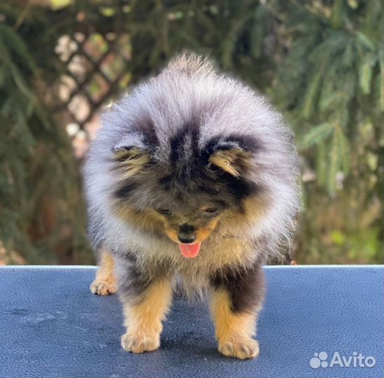 Девочка, мерль с подпалом