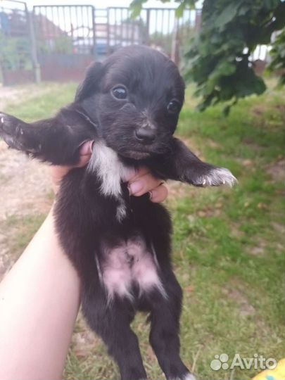 Щенки в добрые руки