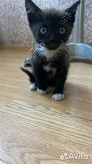 Котята в добрые руки бесплатно