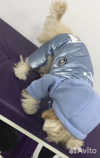 Комбинезоны для мелкой собаки S