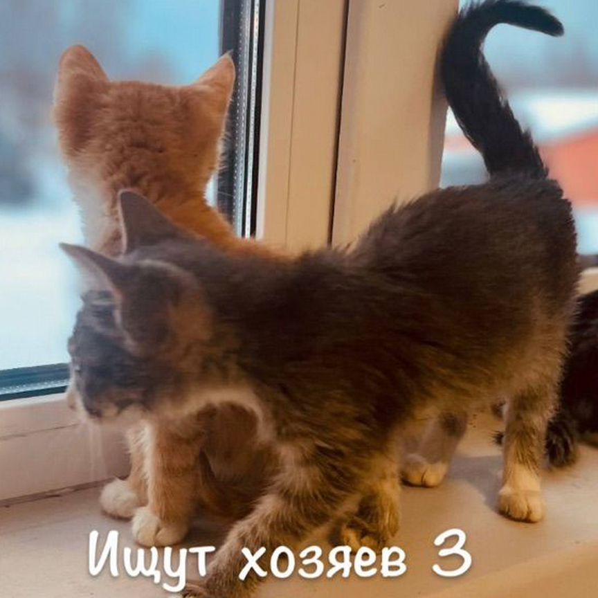 3 кота - три хвоста ищут дом