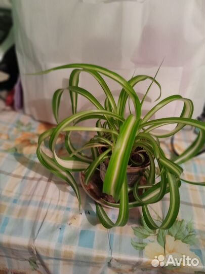 Хлорофитум кудрявый