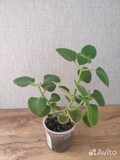 Мята домашняя Плектрантус