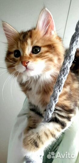 Курильский бобтейл