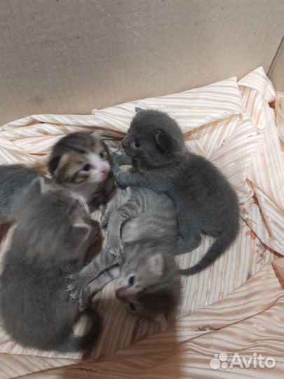 Котята в добрые руки