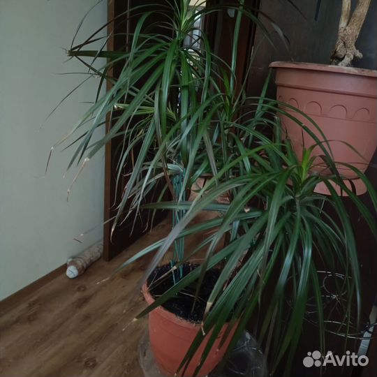 Пальма драцена