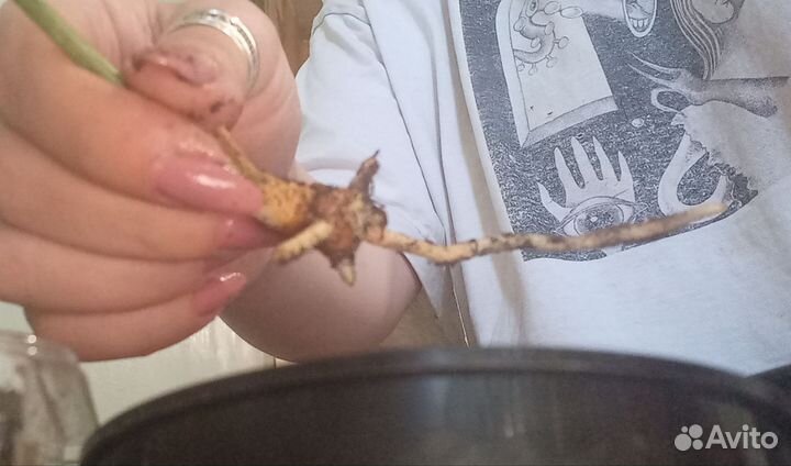 Аглаонема. Детки