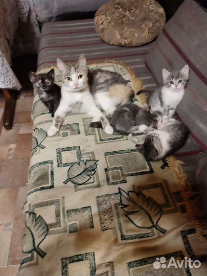 Котята в добрые руки бесплатно
