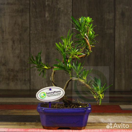Бонсай Подокарпус 35 см