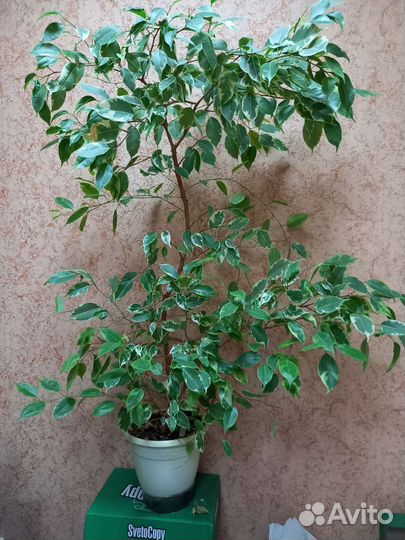 Фикус Бенджамина,Спатифиллум, розетки фиалок