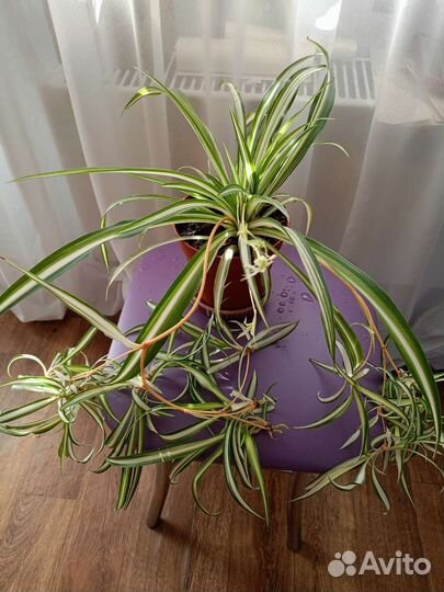 Хлорофитум