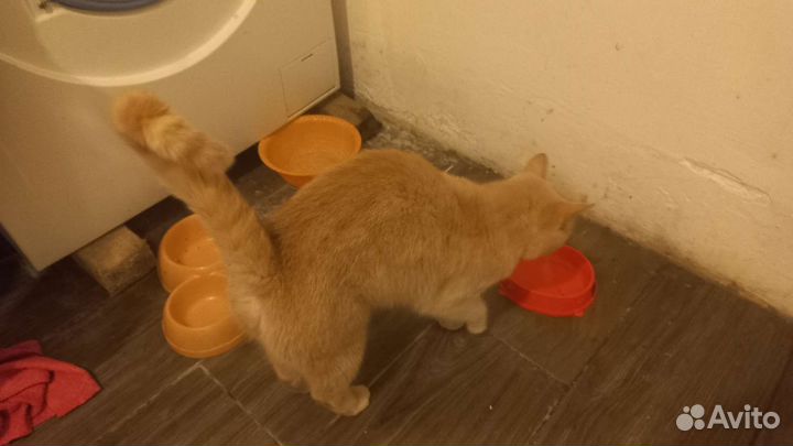 Кошка в дар бесплатно