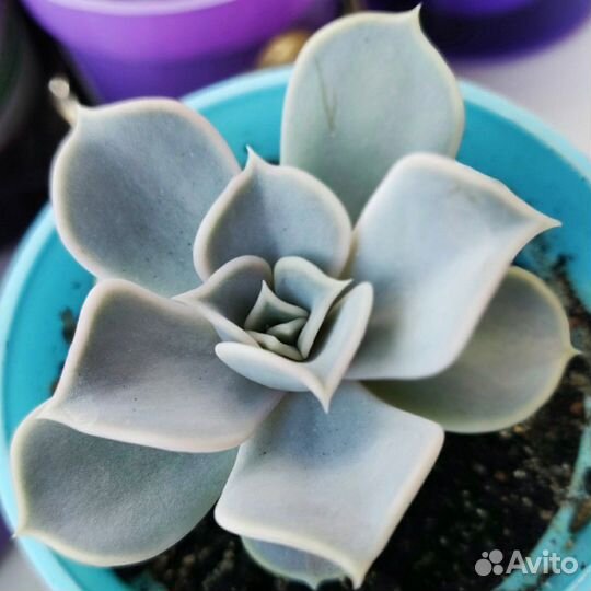 Эчеверия, каменная роза (суккулен