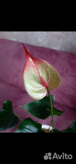 Антуриум Ягуар грин