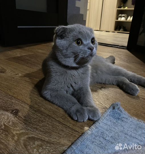 Британские котята