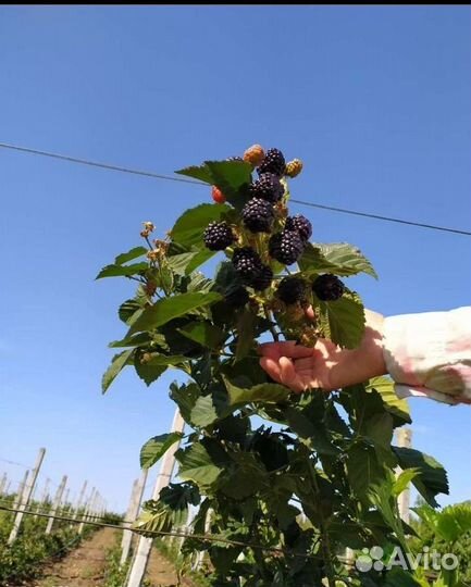 Саженцы Малины,Черной смородины,Ежевики