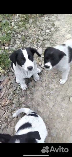 Малышня мальчишки в добрые руки