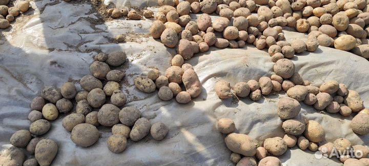 Картофель на семена или еду, со своего участка