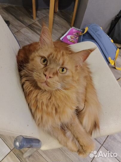 Котята мейн-кун рыжие