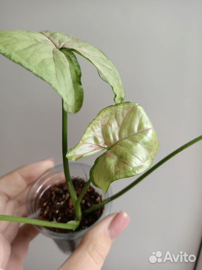 Сингониум Кристмас Мутейшн