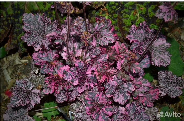 Гейхера, гейхерелла 6 сортов саженцы зкс многолетн
