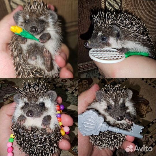 Африканский карликовый ежонок. Ёж. 30.01.24