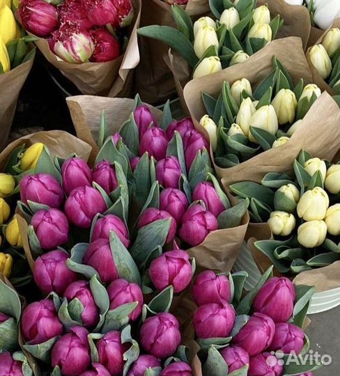 101 51 25 Тюльпанов