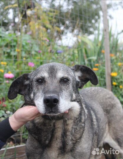 Собака в добрые руки, Барс