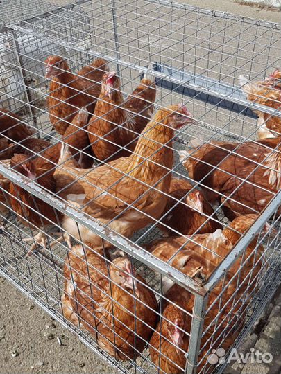 Утята гусята