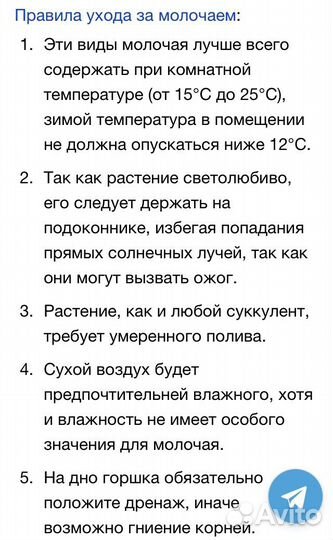 Молочай беложильчатый