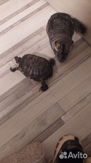 Звезда тиктока