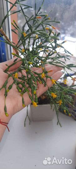 Хатиора/ рипсалис