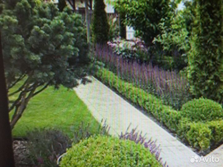 Рассада цветы. самшит бересклеты и тд