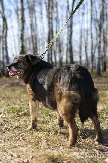 Собака Балин