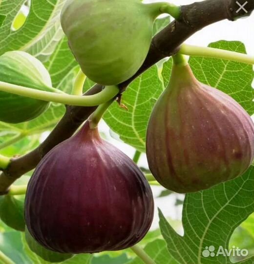 Саженцы инжира