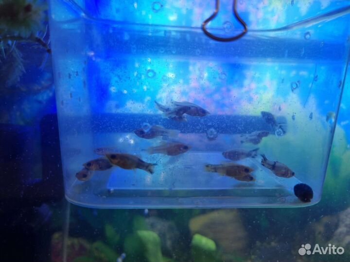 Мальки моллинезии