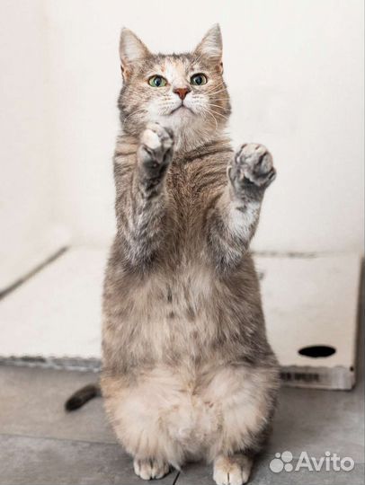 Кошка бесплатно