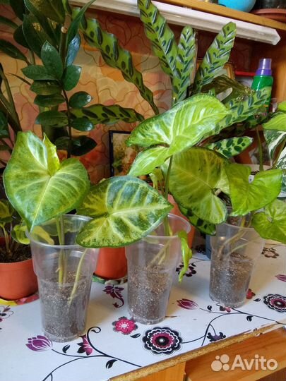 Сингониумы