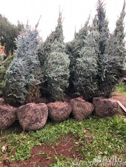 Ель голубая