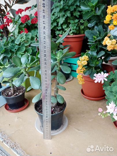 Крассула толстянка