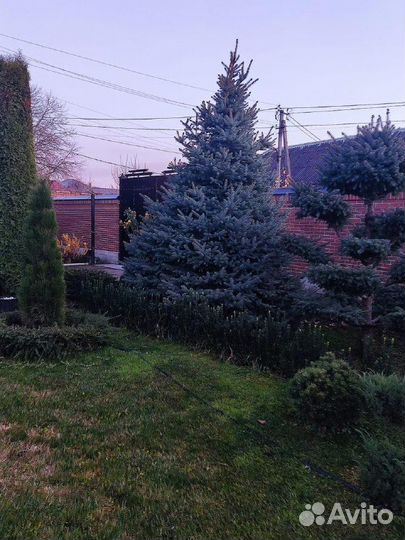 Ели крупномеры от 3 до 8 метров l-9054