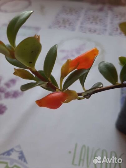 Гипоцирта (комнатное растение)