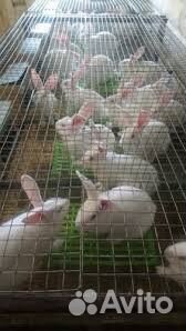 Кролики мясных пород белый паннон объявление продам