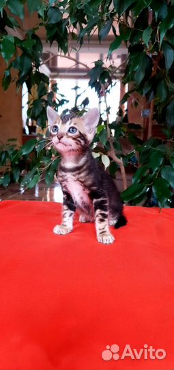 Бенгальские котята